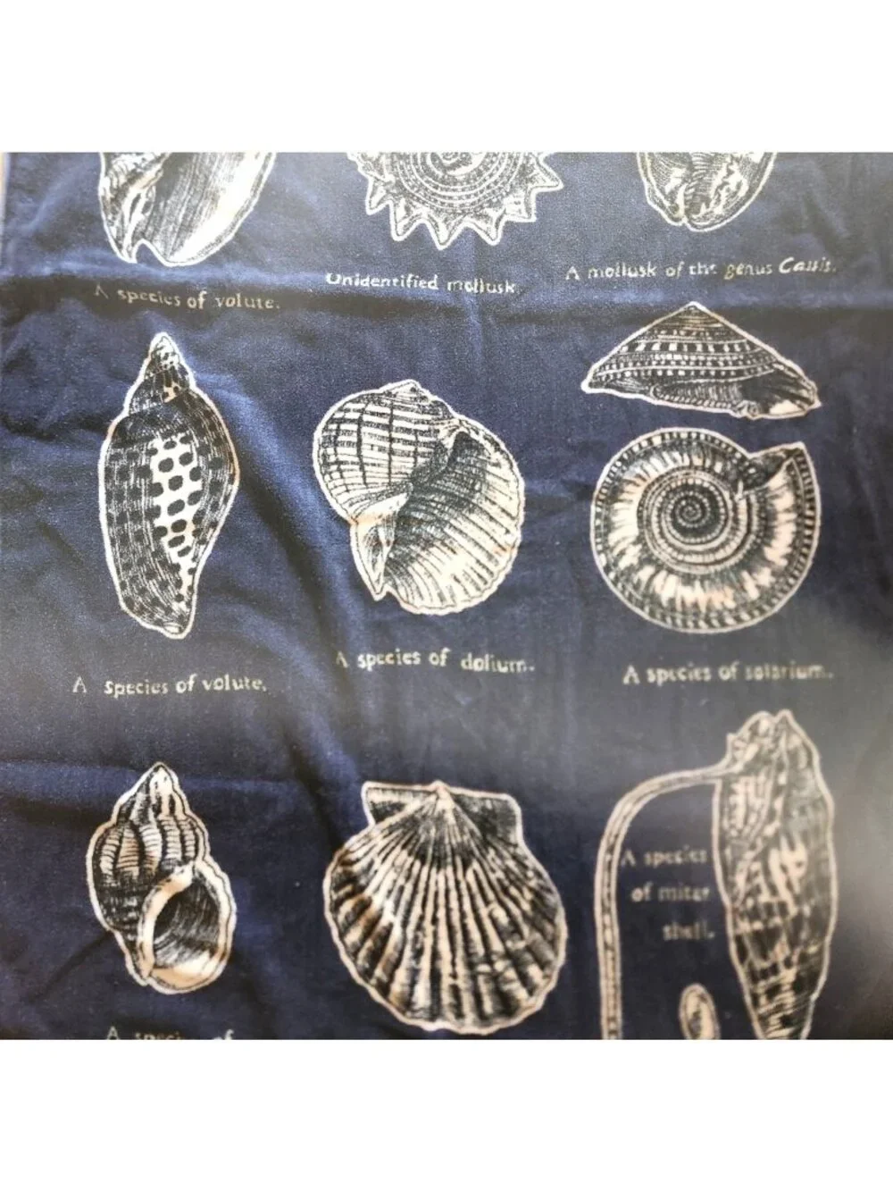 Set of Two Towels Sea Shells Cotton Beach Nautical Navy White Ocean Vacation